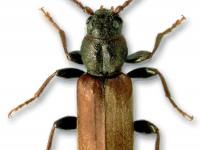 longicorne