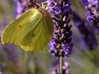 papillon commun