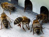 abeilles
