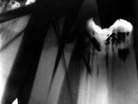 Sur les traces de Limbo