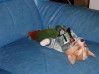 Fox McCloud