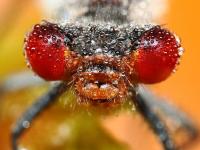 Insecte II