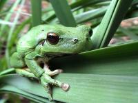 grenouille