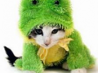 charmitte la grenouille