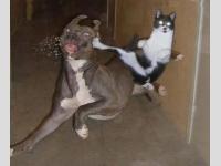 Chat Jet Lee