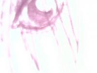 Oaiil