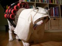 Chat kamikaze