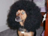 chien merdique
