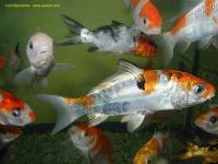 carpe koi
