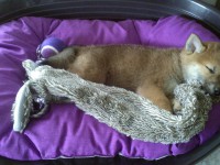 Kiba