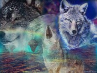 Les loups