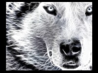 Les loups