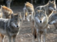 Les loups