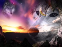 Les loups