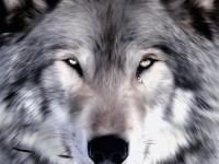 Les loups