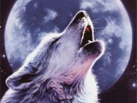 Les loups
