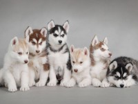 Les loups