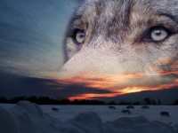 Les loups