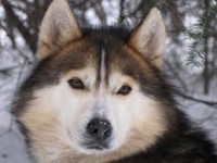 Les loups