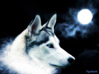 Les loups