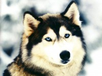 Les loups