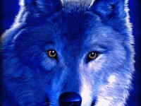 Les loups