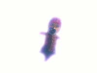 ver la lumiére et au dela !!!!!!